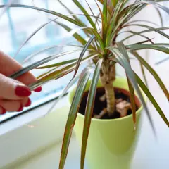 Dłonią sprawdzam suche liście draceny, szukając odpowiedzi, co zrobić gdy dracena gubi liście.