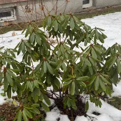 Zielony rododendron z pąkami kwiatowymi, otoczony śniegiem. Dowiedz się, jak przycinać rododendrony, aby cieszyć się ich pięknem.