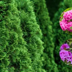 Zielona tuja tworzy tło dla okrągłych wstawek z różową hortensją i fioletowym rododendronem.