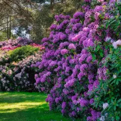 Kwitnące rododendrony w odcieniach fioletu i różu tworzą barwną ścianę. Zastanawiasz się, jak długo kwitnie rododendron? Wiosną zachwyca obfitością kwiatów.