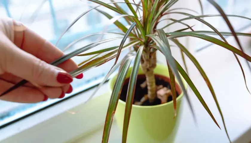 Dłonią sprawdzam suche liście draceny, szukając odpowiedzi, co zrobić gdy dracena gubi liście.
