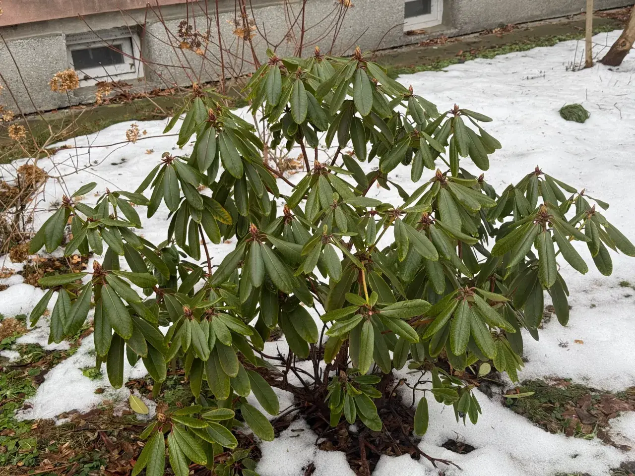 Zielony rododendron z pąkami kwiatowymi, otoczony śniegiem. Dowiedz się, jak przycinać rododendrony, aby cieszyć się ich pięknem.
