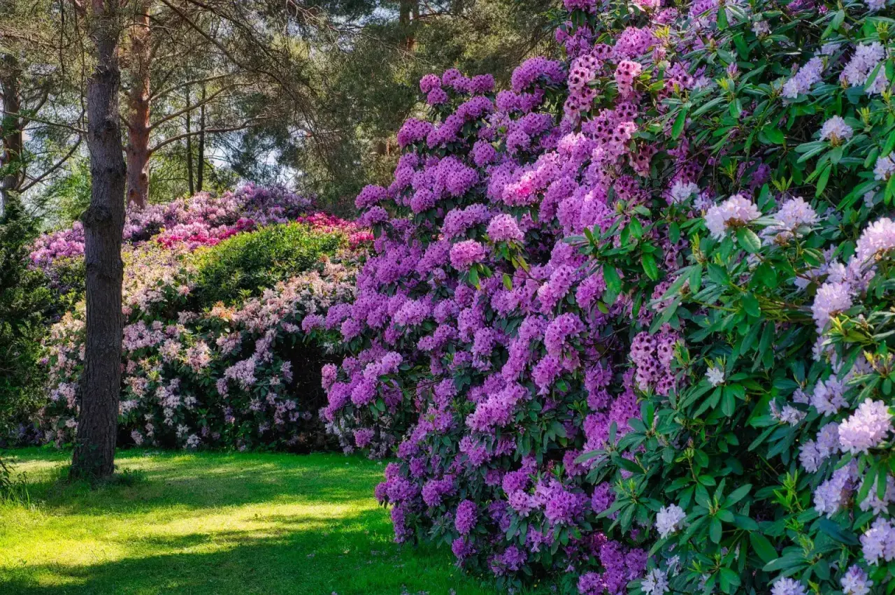 Kwitnące rododendrony w odcieniach fioletu i różu tworzą barwną ścianę. Zastanawiasz się, jak długo kwitnie rododendron? Wiosną zachwyca obfitością kwiatów.