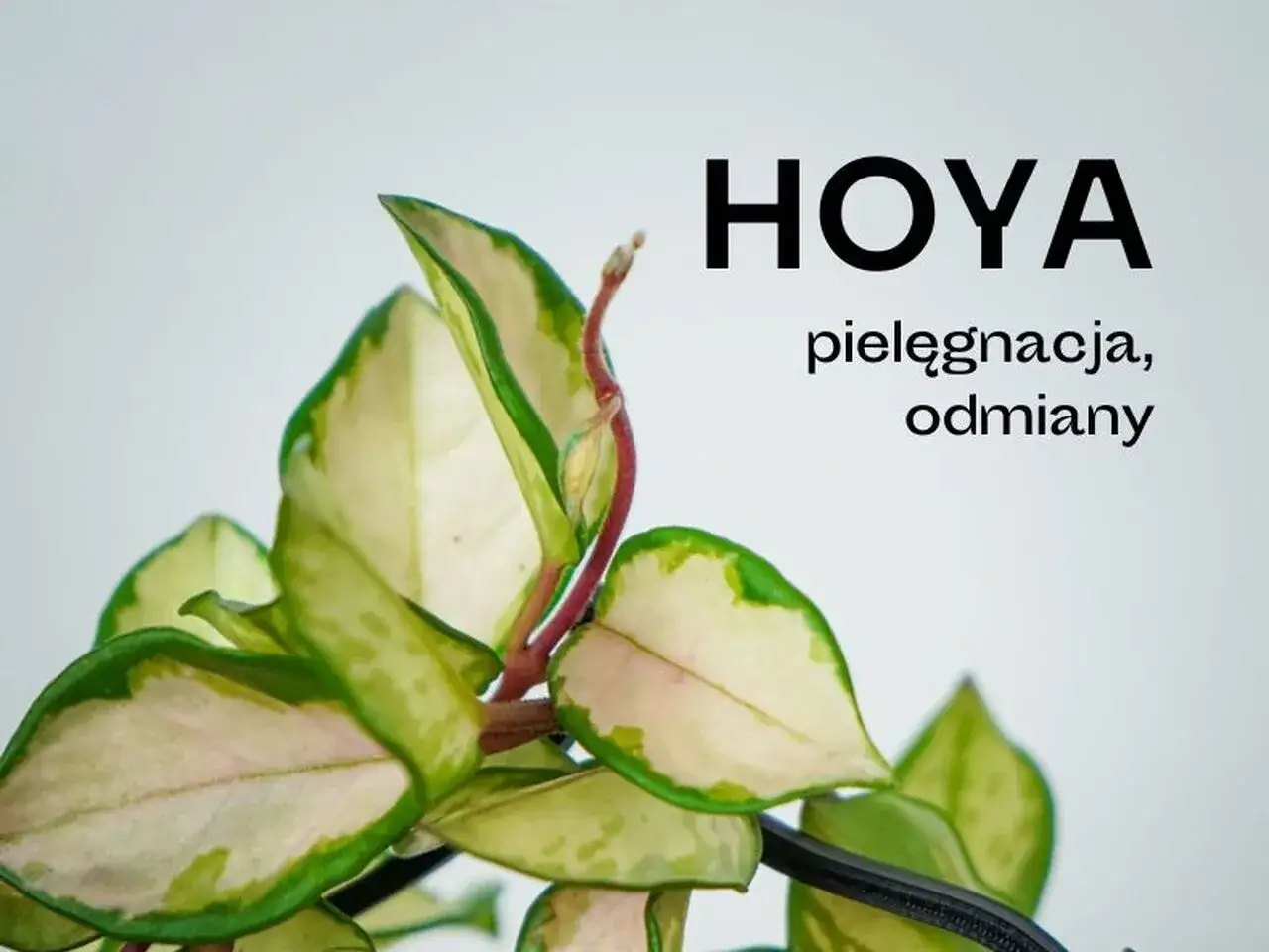 Piękna, variegata hoja z zielono-kremowymi liśćmi. Dowiedz się, co to jest hoja i jak ją pielęgnować.