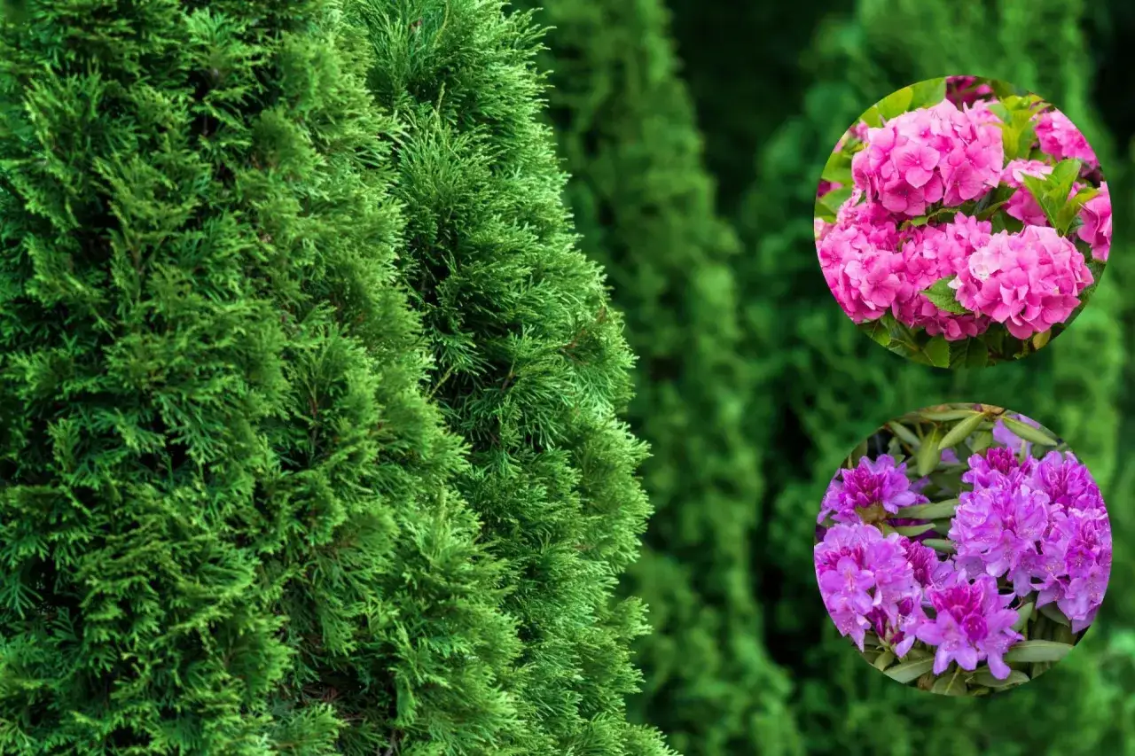 Zielone tuje tworzą tło dla okrągłych wstawek z różową hortensją i fioletowym rododendronem.