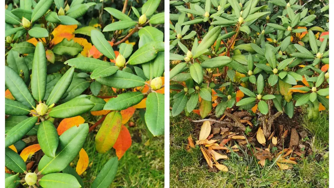 Rododendron z pąkami i jesiennymi liśćmi. Zastanawiasz się, jak długo kwitnie rododendron? Wiosną zachwyca kwiatami, a jesienią liśćmi w odcieniach żółci i pomarańczy.