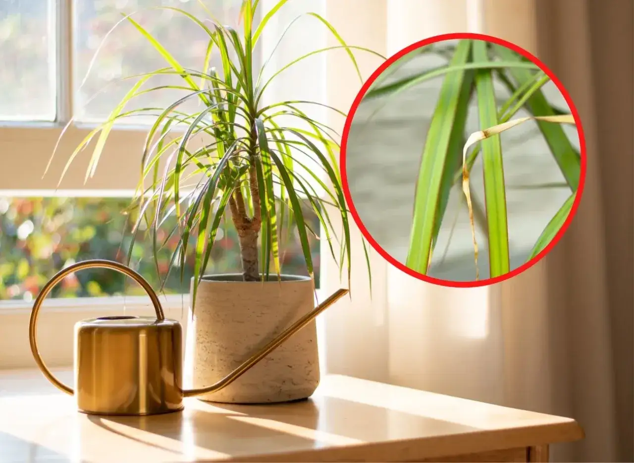 Dracena gubi liście? Zobacz, co zrobić, gdy jej liście żółkną i usychają. Złota konewka obok doniczki sugeruje problem z podlewaniem.