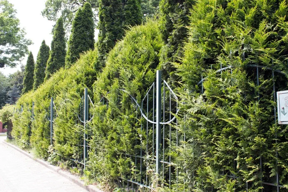 Gęsty żywopłot z tui, tworzący zielony mur przy metalowym płocie. Zastanawiasz się, czym podlać tuje, żeby uschły?